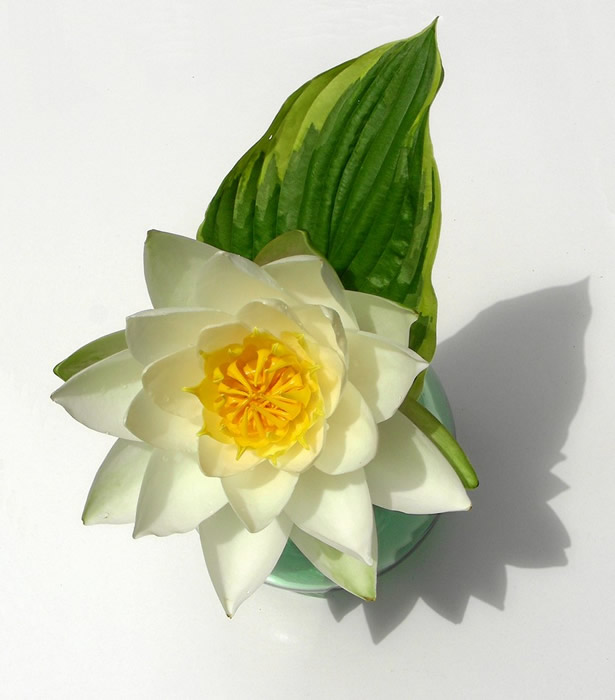 Der Lotos ist Sinnbild fuer unser aller wahres SELBST, das Wesenseins mit dem ewigen G&ouml;ttlichen Leben ist!